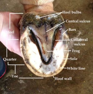 Structure of horse's hoof including hoof wall and frog location.