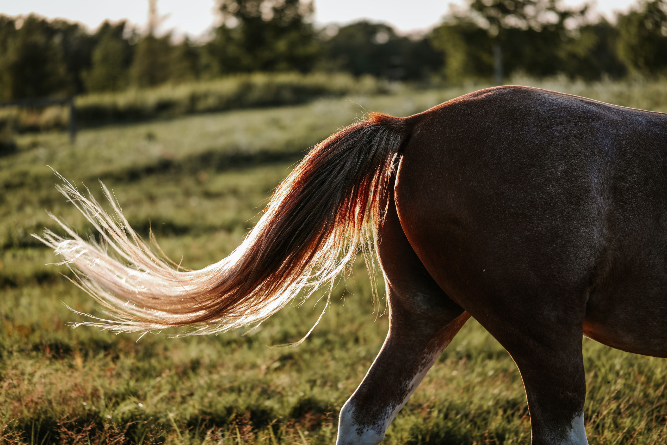 learning-horse-speak-roanchar-ranch-draft-horse-rescue