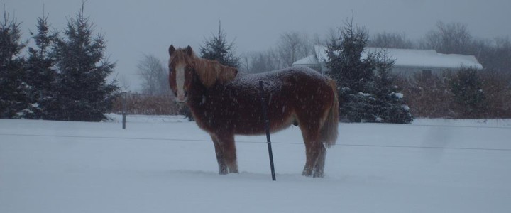 Common Winter Horse Care Myths