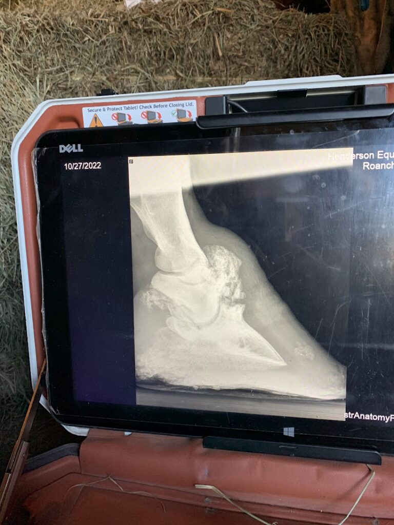 Apollo's x-ray showing lower ringbone
