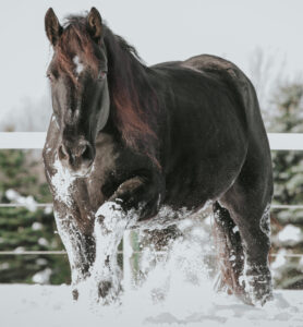 Apolloinsnowcropped Apollo running in the snow