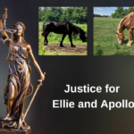 Update on Ellie and Apollo's court case