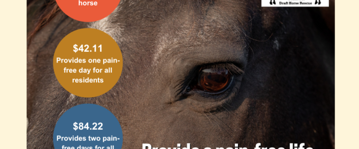 Every Horse Deserves to be Pain-Free