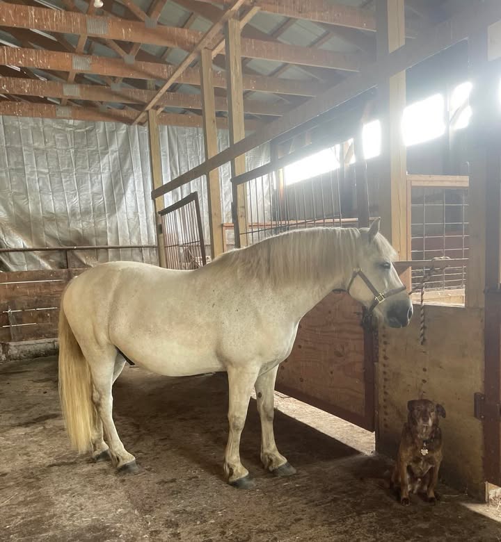 Bo in the barn