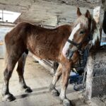 Solomon in owner's barn