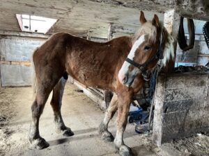 Solomon in owner's barn